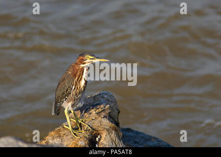 COATZACOALCOS, VER/MEXIKO: EINE GRÜNE Heron (Butorides Virescens) auf einem Felsen, durch den Fluss, eine Pause machen und etwas wartet Stockfoto