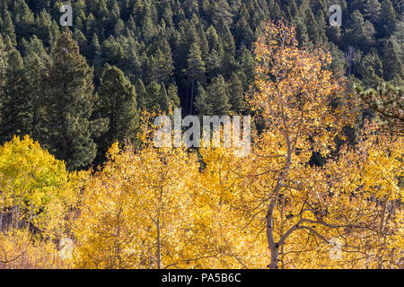 Schöne Herbstfarben! Aspen Laubfärbung in den Rocky Mountains gegen ein Feld von Pinien Stockfoto