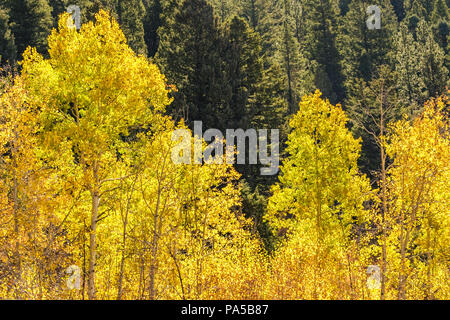 Schöne Herbstfarben! Aspen Laubfärbung in den Rocky Mountains vor dem hintergrund der grünen Pinien. Stockfoto