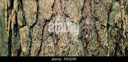 Trockene Baumrinde Hintergrund. Abstrakte Holz- Textur mit Kopie Raum Stockfoto