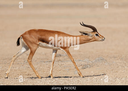 Männliche arabische Berg Gazelle (Gazella Cora), Arabische Halbinsel Stockfoto