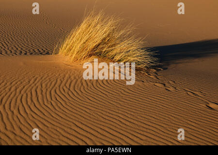 Wüste Landschaft mit roten Sanddüne und Gras, Südafrika Stockfoto