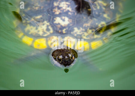 Eine Schildkröte schwimmen in einem grünen Teich von Wasser Stockfoto