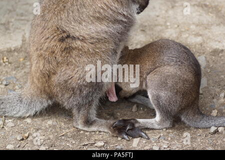 Wallaby-joey Stockfoto