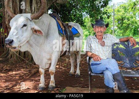 Bauer, ruht auf der Bank neben seiner Kuh im Tal von Vinales, Provinz Pinar del Rio, Kuba Stockfoto