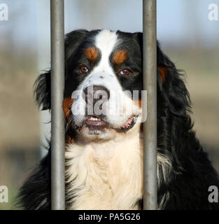 Schöne Portrait eines Berner Hirten. Der Blick auf die Berner Hirte ist aufmerksam und vielleicht ein wenig traurig, weil es sich hinter den Bars von eine Stockfoto