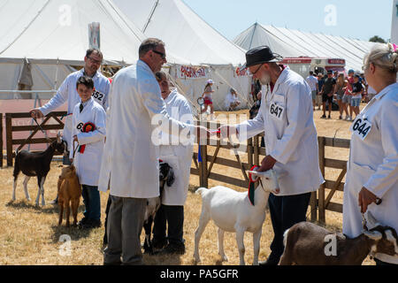 Tendring Essex UK - 14. Juli 2018: Rosetten für Pedigree Ziegen an landwirtschaftlichen Ausstellung erhalten hat. Stockfoto