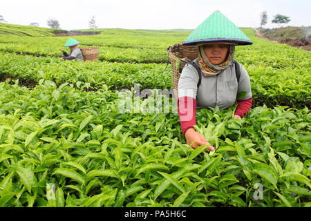 Arbeiterinnen zupfen Blätter zu einem Tee Plantage auf Sumatra, Indonesien Stockfoto