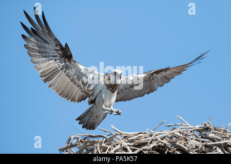 Fischadler (Pandion haliaetus cristatus), Australien Stockfoto