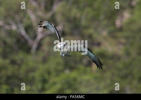 Osprey im Flug, Australien Stockfoto