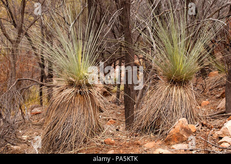 Wilpena Pound South Australia, yakka Gras Baum wächst in Bush Stockfoto