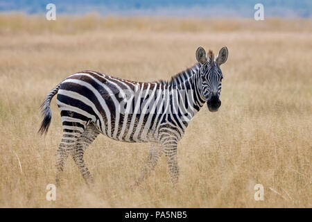 Ebenen Zebras (Equus quagga) im Steppengras, Amboseli National Park, Kenia, Ostafrika Stockfoto