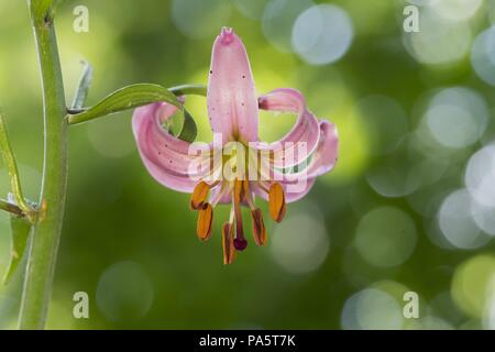 Der Türke Kappe oder martagon Lilie (Lilium martagon), Hessen, Deutschland Stockfoto