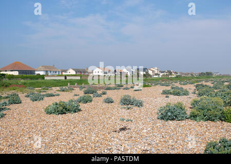 Klumpen von Vegetation (vor allem Sea Kale) auf steinigem Strand im East Preston, Großbritannien Stockfoto