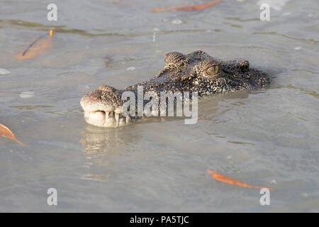 Salzwasser-Krokodil, Western Australia, Australia Stockfoto