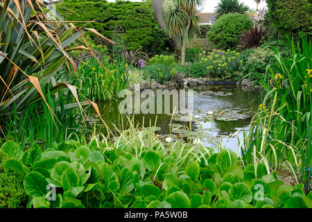 Großer Garten Teich mit weißen Seerosen blühen Stockfoto