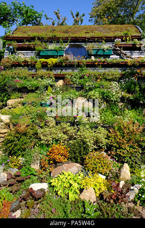 Sedum Dach und Kaskadierung Pflanzung in Englischer Garten Stockfoto