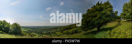 Kingley Vale alten Eibe Wald mit Blick auf Chichester, West Sussex, Großbritannien Stockfoto