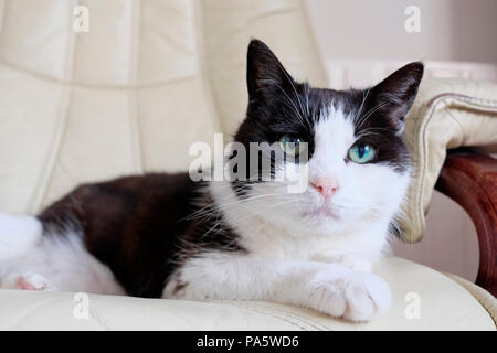 Schwarze und weiße Katze suchen Alert Stockfoto