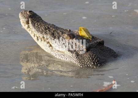 Salzwasser-Krokodil, Western Australia, Australia Stockfoto