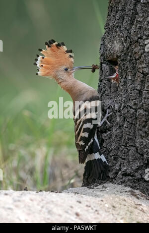 Wiedehopf (Upupa epops), erwachsenen Vogel füttert jungen Vogel bei Nesting Loch im Baum, Biosphärenreservat Mittlere Elbe, Sachsen-Anhalt, Deutschland Stockfoto