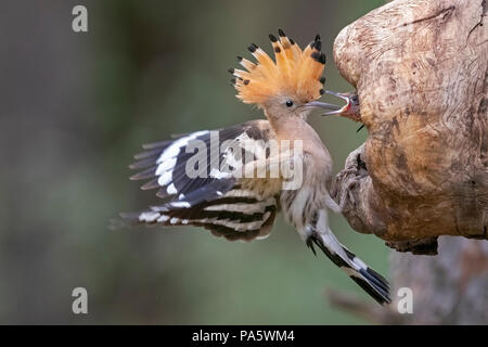 Wiedehopf (Upupa epops), erwachsenen Vogel füttert jungen Vogel bei Nesting Loch im Baum, Biosphärenreservat Mittlere Elbe, Sachsen-Anhalt, Deutschland Stockfoto