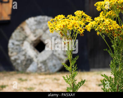 Ragwort Blumen mit unscharf Mühlstein hinter am Holgate Mühle York Yorkshire England Stockfoto