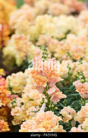 Antirrhinum F1' Twinny Pfirsich 'Blumen. Stockfoto