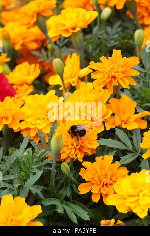 Bombus terrestris auf Tagetes erecta Blumen. White tailed Bumble Bee auf Tagetes. Stockfoto