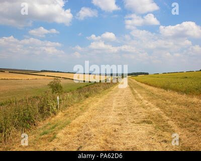 Einer Hochebene Weizen auf Kalkstein Boden mit Blick über Weiden Wiesen in der Nähe von einem reitweg mit Bäumen und Hecken an tibthorpe unter einem blauen Himmel im Yor Stockfoto