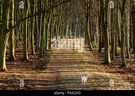 22-01-15 Tyninghame Woods, North Berwick, East Lothian, Schottland, Großbritannien. Kleiner Hund und großen Bäumen. Foto: © Simon Grosset Stockfoto