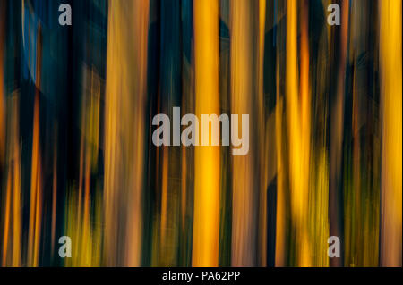 22-01-15 Tyninghame Woods, North Berwick, East Lothian, Schottland, Großbritannien. Verschwommene, abstrakte Bäume. Foto mit langsamen Verschlusszeit und Bewegung übernommen. Foto: Stockfoto