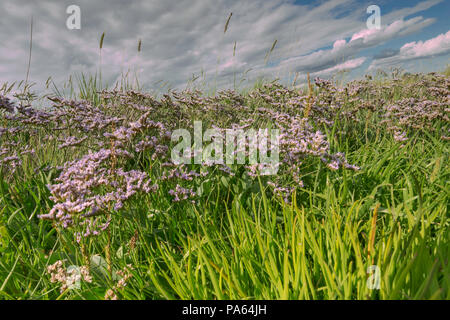 Strandflieder (Limonium vulgare) auf einem North West Norfolk Marsh, Kings Lynn, Großbritannien. Stockfoto