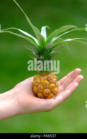 Home gewachsen Miniatur Ananas in der Hand eines Kindes Stockfoto