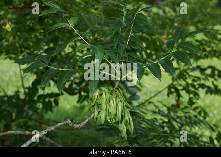 Fraxinus excelsior Baum Stockfoto