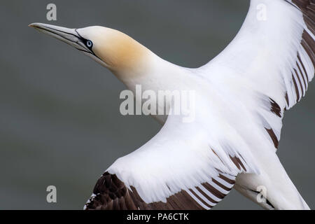 Blick von oben auf ein viertes Jahr Gannett im Flug Stockfoto