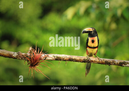 Collared Aracari (Pteroglossus torquatus) schoß in Costa Rica Stockfoto