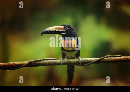 Collared Aracari (Pteroglossus torquatus) schoß in Costa Rica Stockfoto