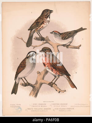13 1. Song sparrow. Melospiza Melodia. 2. Chipping Sparrow. Spizella socialis. 3. White throated Spatz. Zonotrichia Albicollis. 4. Fox farbige Spatz. Passerelia iliaca LCCN 2003664031 Stockfoto