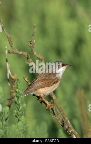 Spectacled Warbler (Sylvia conspicillata) Stockfoto