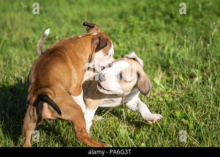 Pit Bull Welpen spielen auf einer Wiese Stockfoto