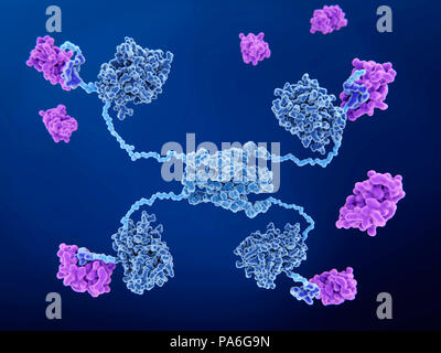 MDM2-Bindung an anti-Krebs Protein p53. Molekulares Modell von MDM2-Proteine (rosa) Bindung an die anti-Krebs Protein p53 (auch als Tumor Protein53 oder TP53 bekannt). Dieses Protein Aktion auf zellulärer Ebene spielt eine Rolle bei der Reparatur von DNA (Desoxyribonukleinsäure). Es kann auch zum Zelltod einleiten, wenn die DNA-Schäden zu groß ist. Die p53-Struktur hier zeigt: Vier DNA-bindende Domänen (dunkelblau), vier Transaktivierung Domains (violett-blau, Ecken), flexible Arme (hellblau) und einem tetramerization Domain (Mitte). Stockfoto