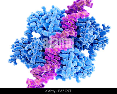 DNA-Bindung an anti-Krebs Protein p53. Molekulares Modell der DNA (rosa) Bindung an die anti-Krebs Protein p53 (auch als Tumor Protein53 oder TP53 bekannt). Dieses Protein Aktion auf zellulärer Ebene spielt eine Rolle bei der Reparatur von DNA (Desoxyribonukleinsäure) und kann durch die Arbeit gegen Onkogene (Gene, die Krebs fördern) und aktiviert werden. Es kann auch zum Zelltod einleiten, wenn die DNA-Schäden zu groß ist. Die Struktur zeigt hier p53 der vier DNA-bindende Domänen (dunkelblau), Sowie seine vier Transaktivierung Domains (violett-blau, rechts und links). Stockfoto