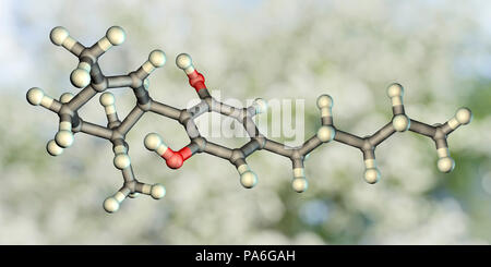 Cannabidiol, molekulare Modell. Cannabidiol (CBD) ist ein CANNABINOID cannabis Pflanzen gefunden. Cannabis - abgeleitete Drogen können medizinisch nützliche aufgrund ihrer Fähigkeit, Schmerzen und Übelkeit zu lindern, erhöht Appetit und Kontrolle des Muskelkrämpfe. Sie können vorteilhaft für Patienten mit Multipler Sklerose, AIDS, Krebs und chronische Schmerzen von nervenschäden. Die Molekülformel für CBD ist: C 21 H 30.O2. Atome (Kugeln) sind farblich codiert: Carbon (Hellgrau), Wasserstoff (weiß) und Sauerstoff (rot). Stockfoto