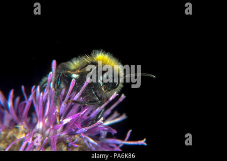 Tier- und Blume beide tragen Waffen, scharfe Nadeln und Stinger Stockfoto