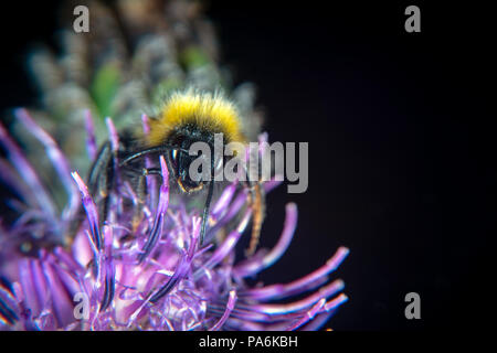 Tier- und Blume beide tragen Waffen, scharfe Nadeln und Stinger Stockfoto