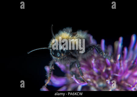 Tier- und Blume beide tragen Waffen, scharfe Nadeln und Stinger Stockfoto