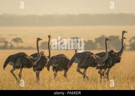 Gruppe von 7 Gemeinsamer Strauße (Struthio camelus) Wandern am späten Nachmittag in der Masai Mara in Kenia Stockfoto