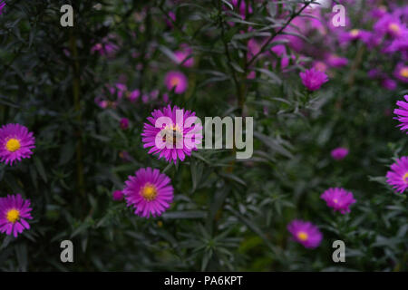 Zinnia Bush in Tiefen rosa Farbe mit Biene auf Blume Pollen Stockfoto