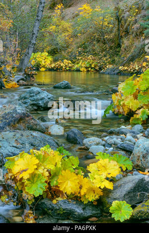 Indische Rhabarber, Darmera Peralta, Lavezzola Creek, Tahoe National Forest, Kalifornien Stockfoto